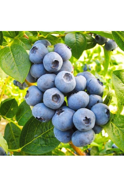 Удобрение для черники и других кисло любивых